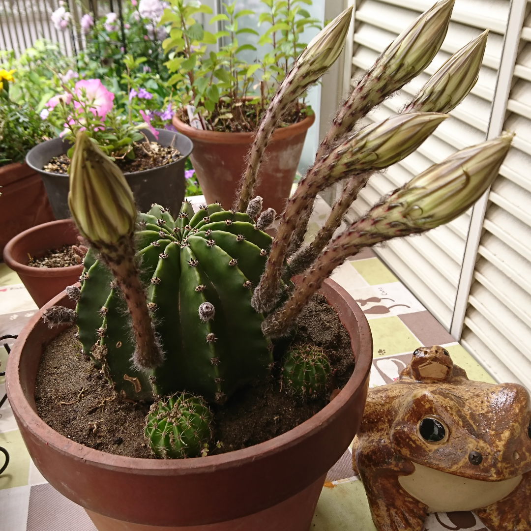 とっても素敵な頂き物♡綺麗な花が咲きました🌼